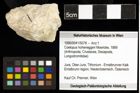 Foto (Objekt + Etiketten) von Coelopus hoheneggeri (Moericke, 1889) 